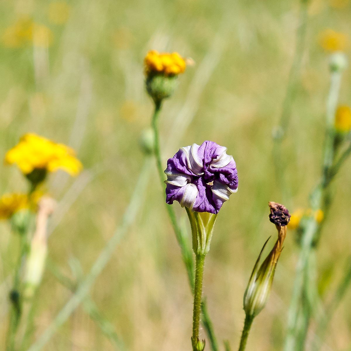 2017 August Morning Glory 03