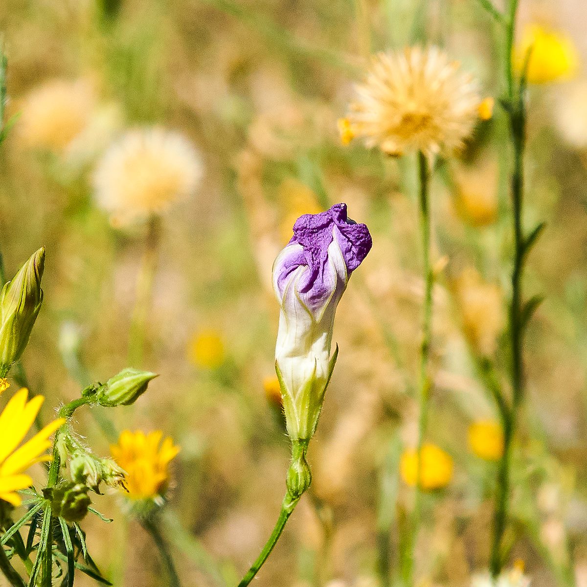 2017 August Morning Glory 04
