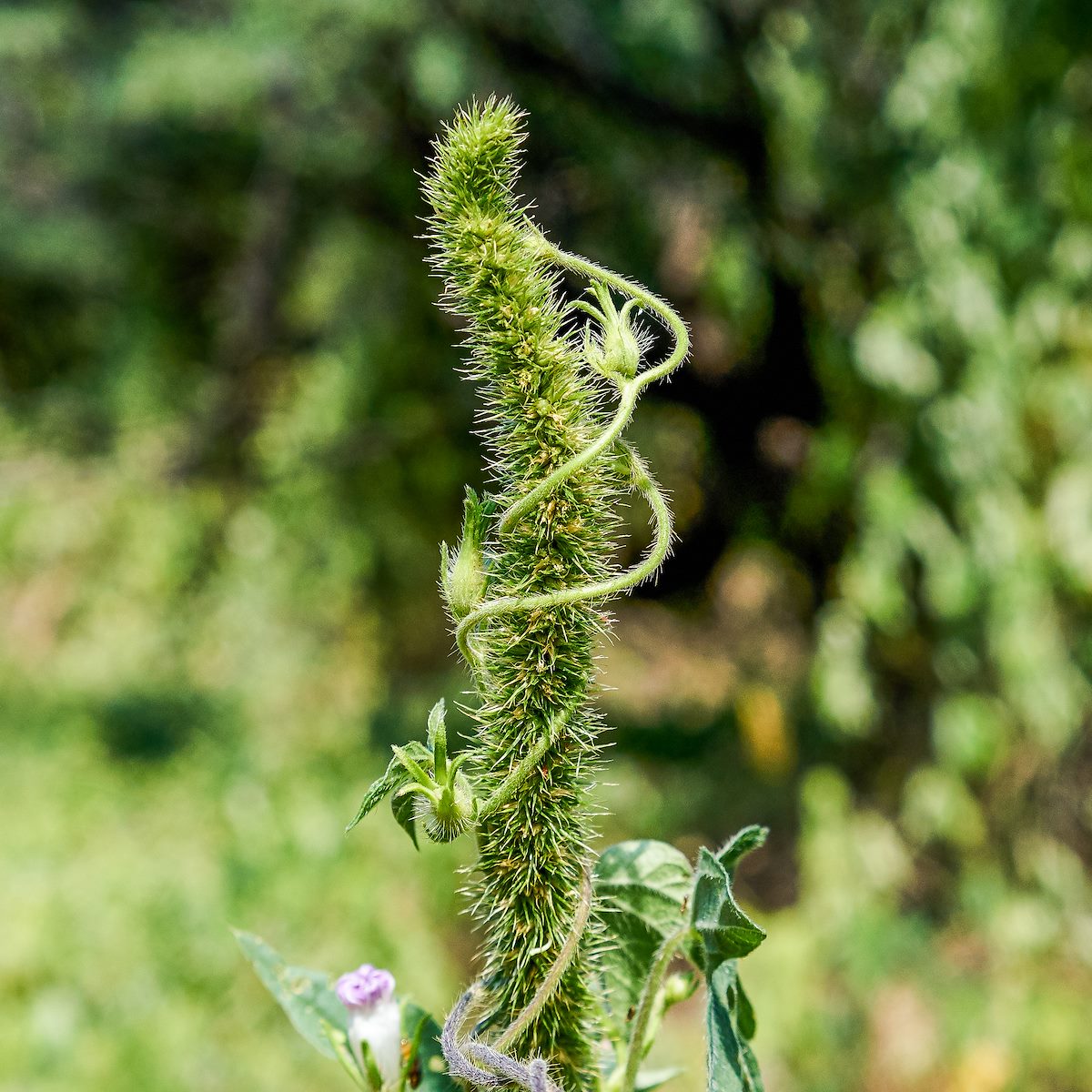 2017 August Near Sutherland Wash