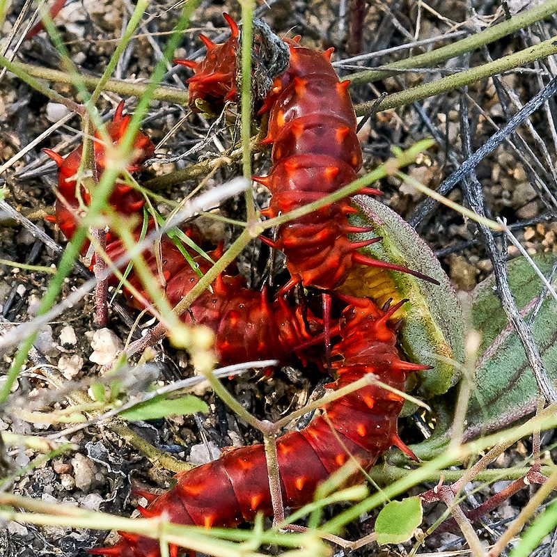 2017 August Pipevine Swallowtail Caterpillars Feeding