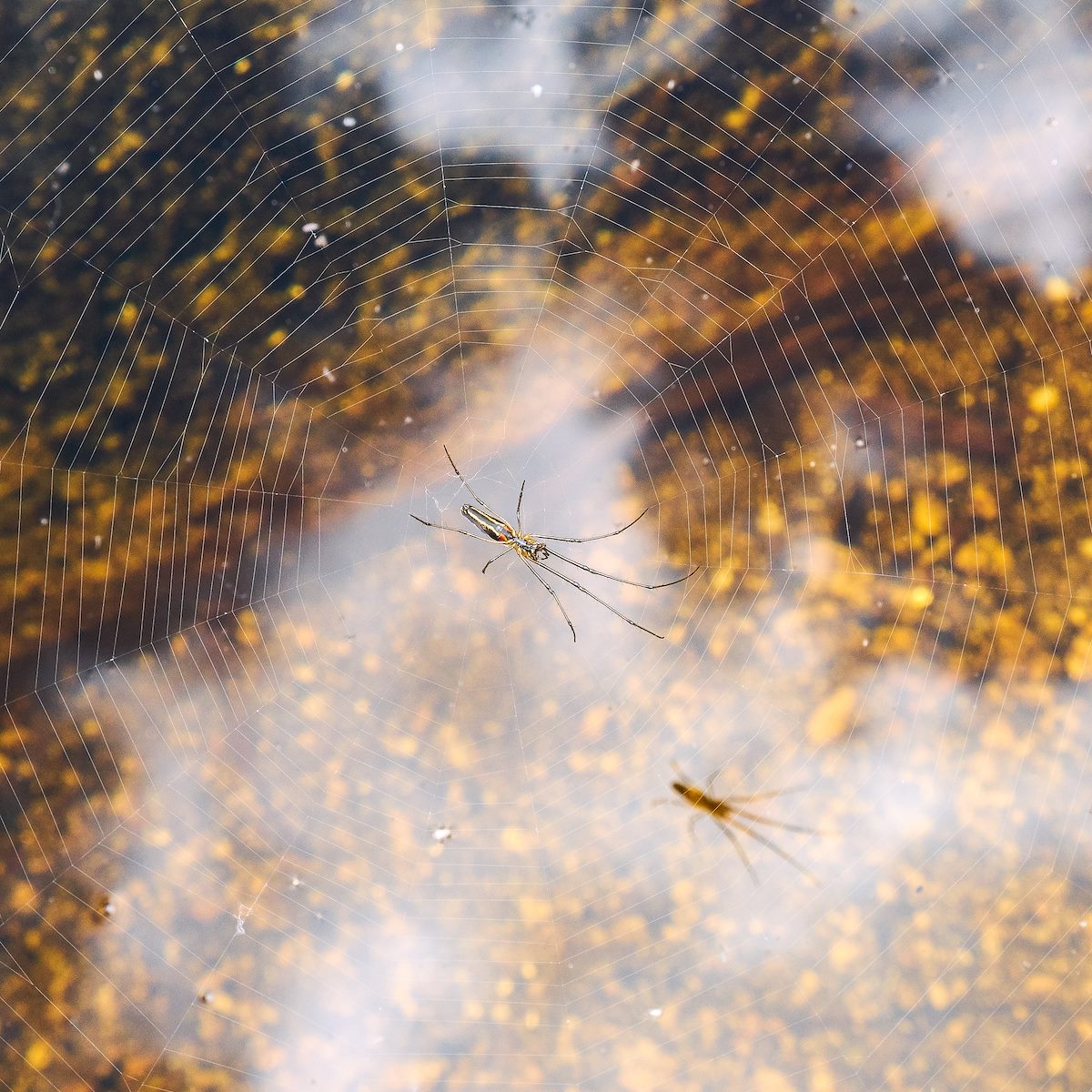 2017 August Spider in the Clouds