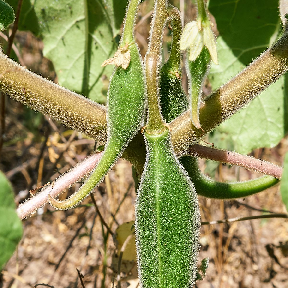 2017 August Sticky Devil