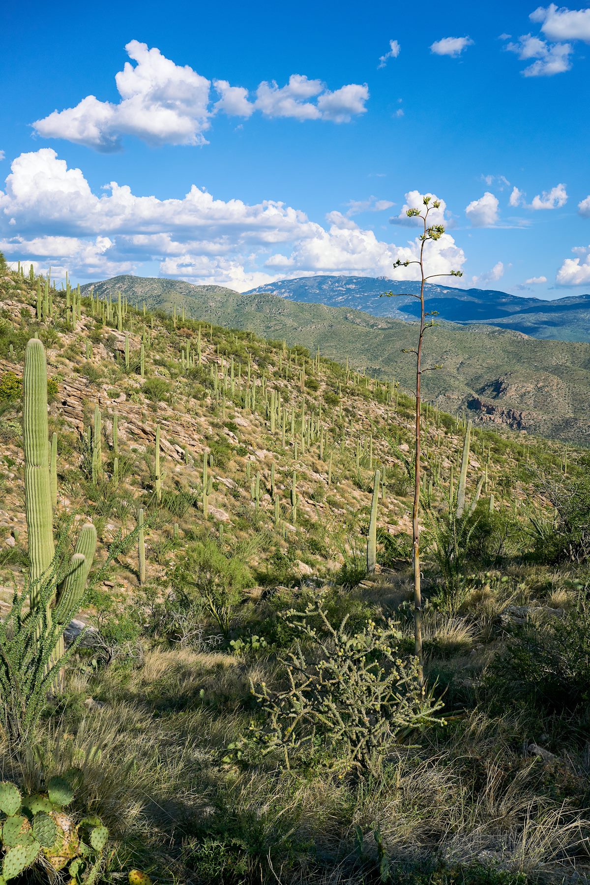 2017 August View from the Soldier Trail