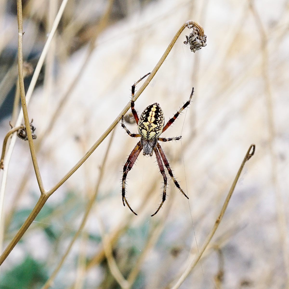 2017 August Western Spotted Orbweaver