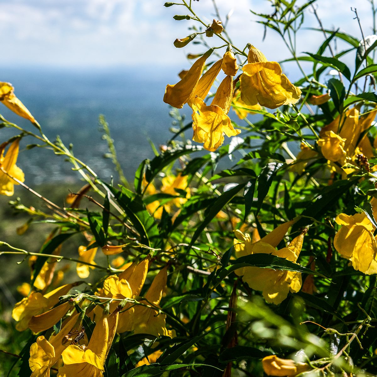 2017 August Yellow Trumpet Bush