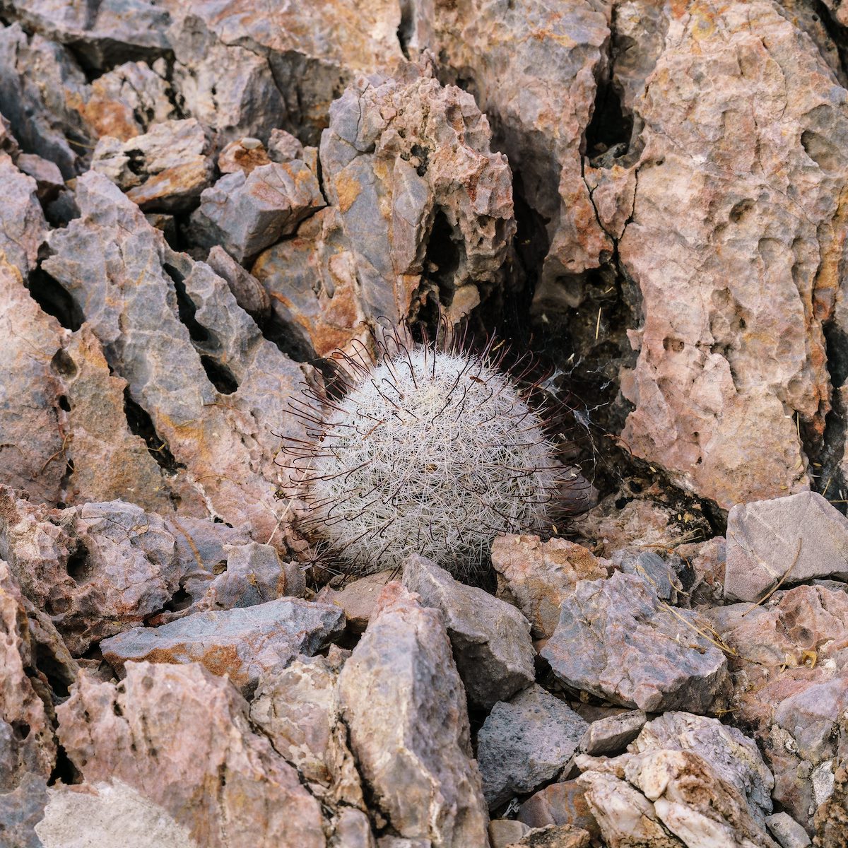 2017 December Arizona Fishhook 03