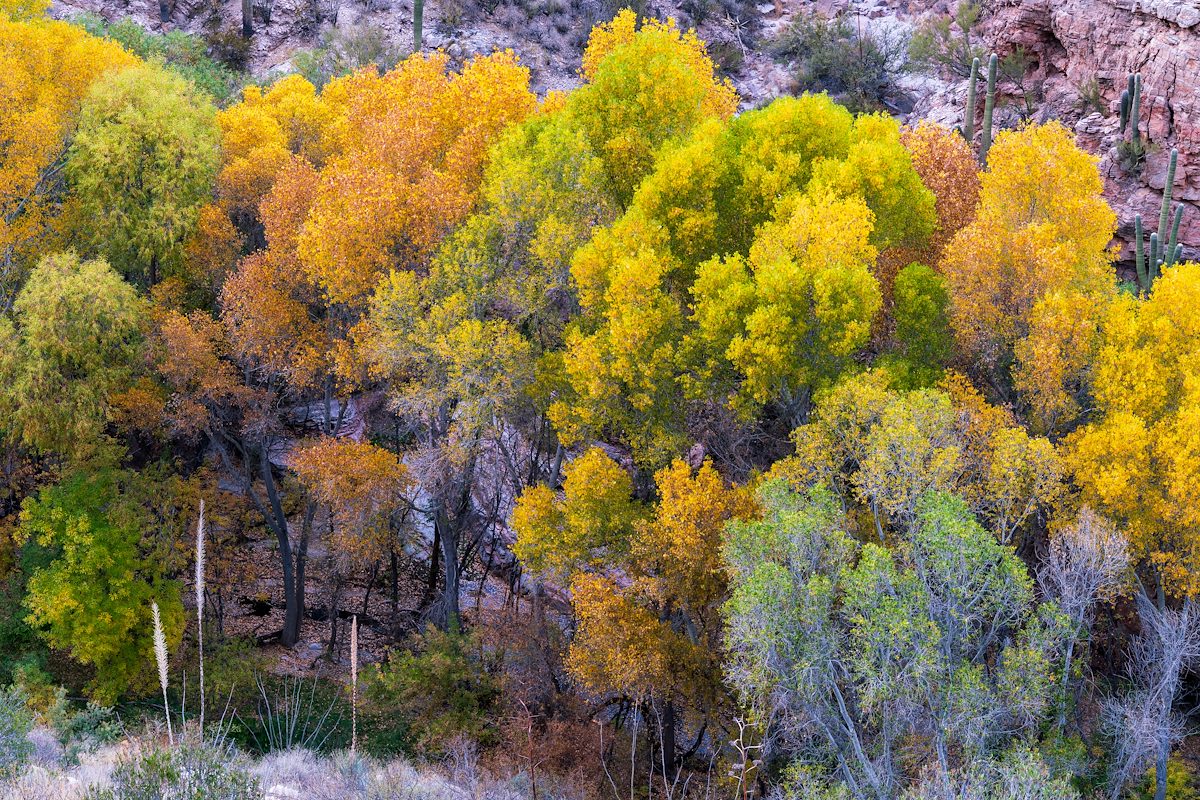 2017 December Buehman Color 02