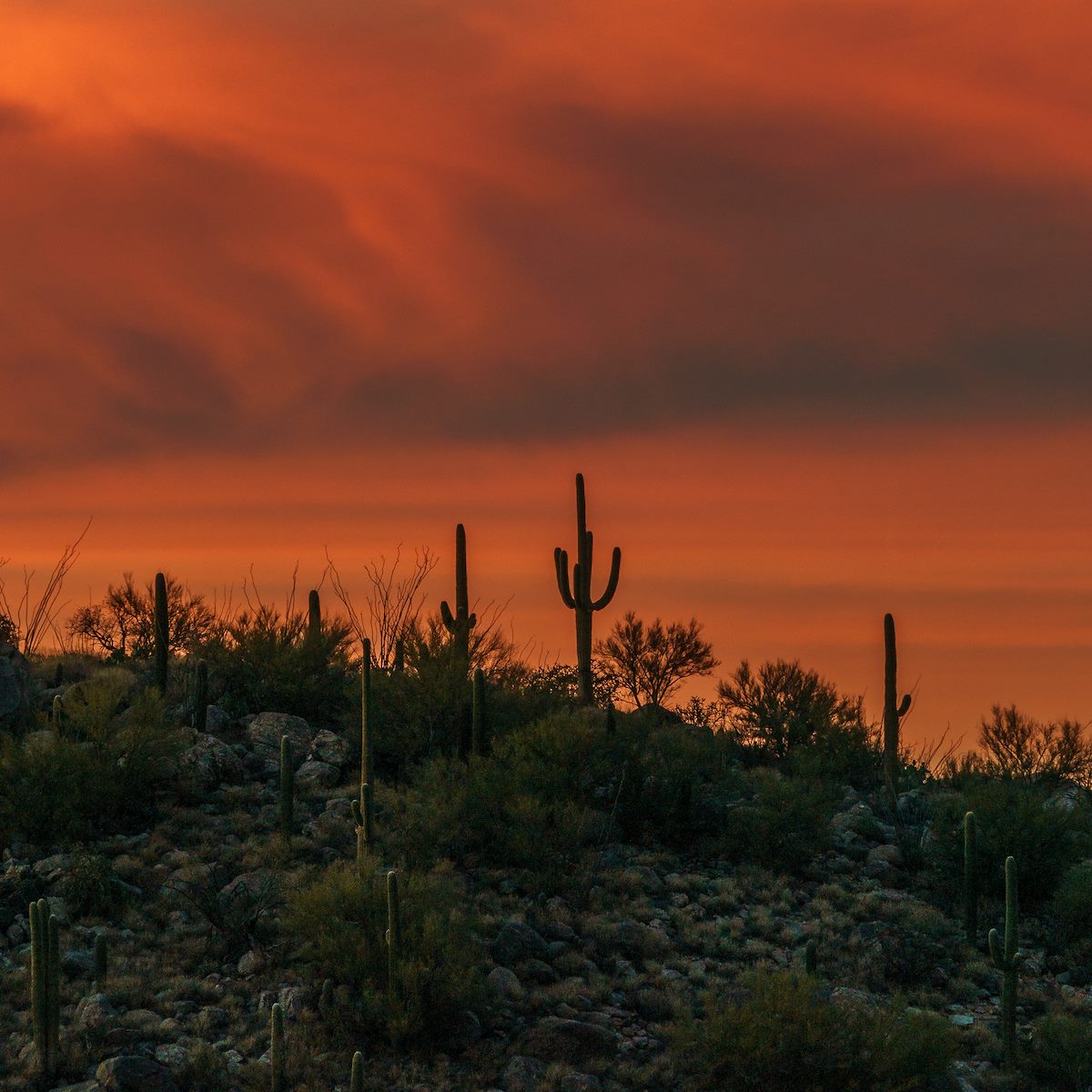 2017 December Saguaro Sunset