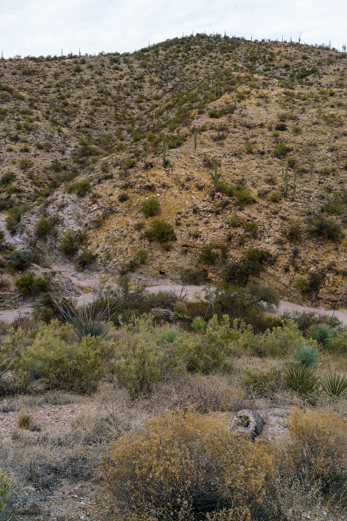 2017 December Sunzia Path North 02