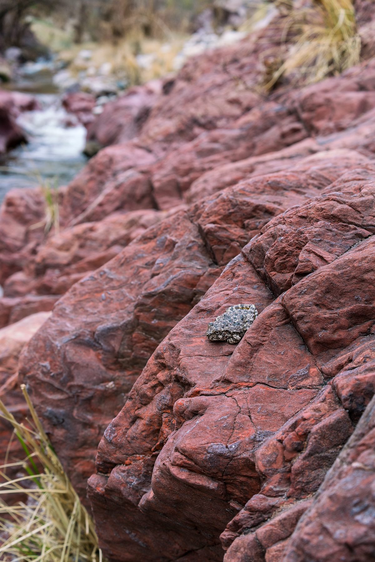 2017 February Buehman Canyon Red Rock and Canyon Treefrog