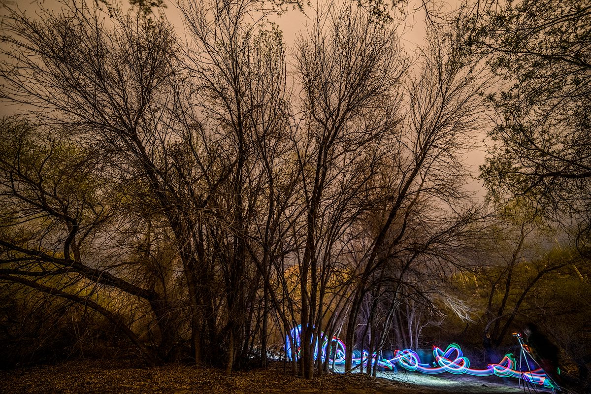 2017 February Lights in the Forest