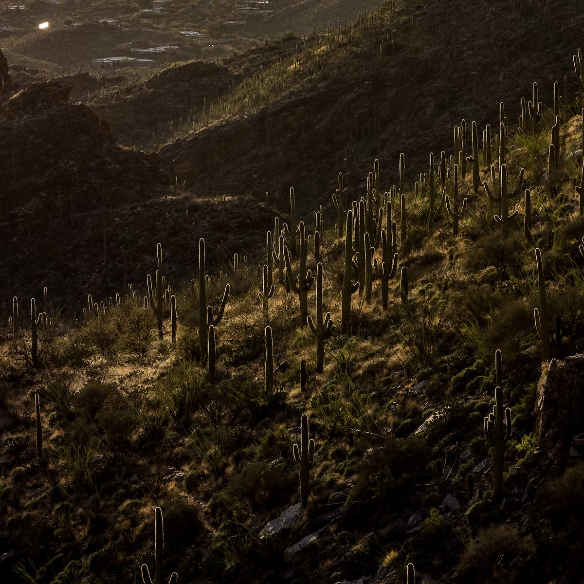 2017 February Looking down from the Pontatoc Canyon Trail