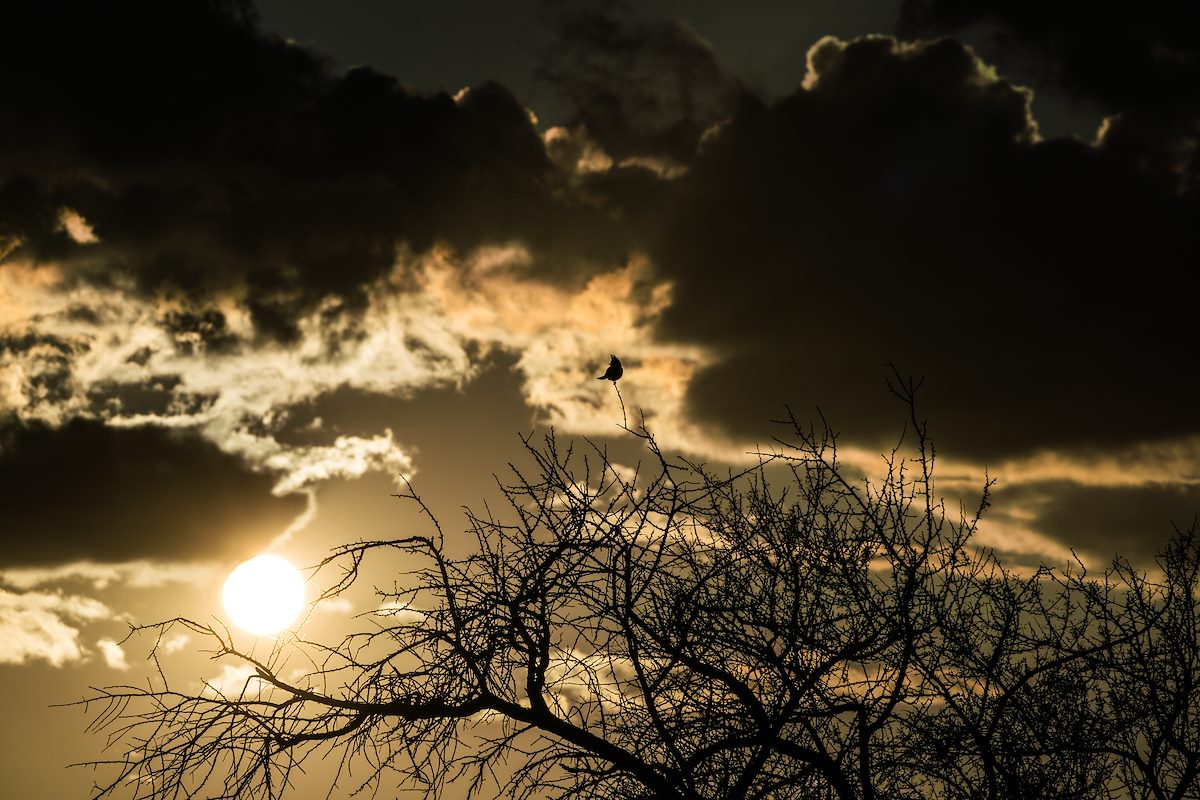 2017 February Phainopepla in the Sunset