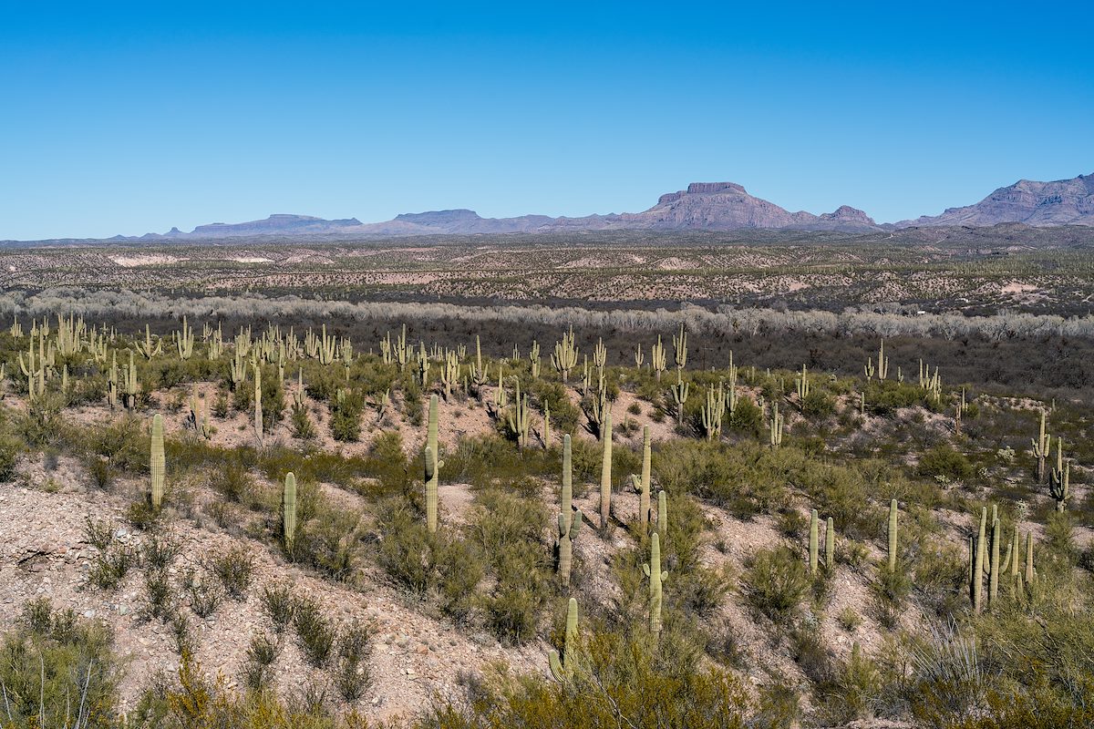2017 January From the drive down to the San Pedro