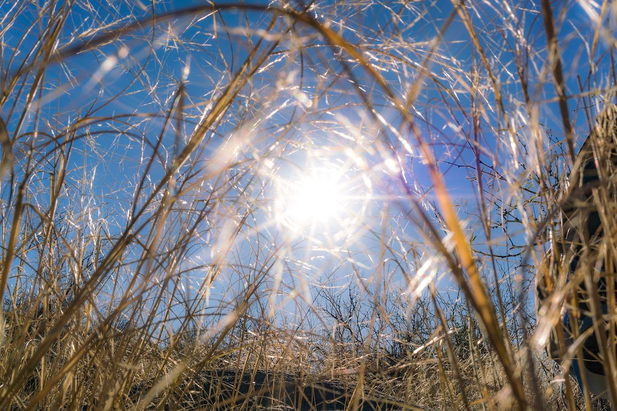 2017 January Grass and Sun