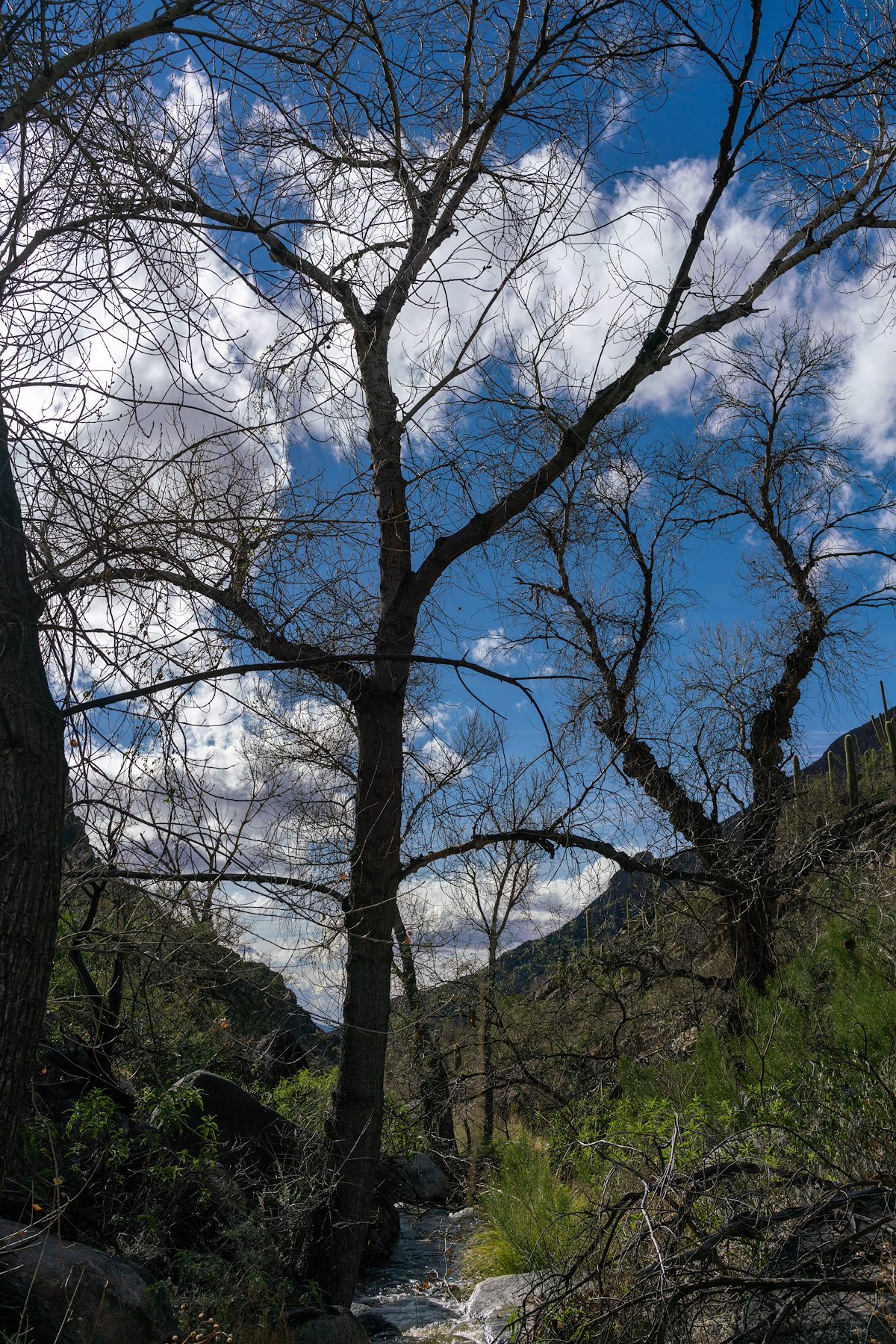 2017 January Pima Canyon