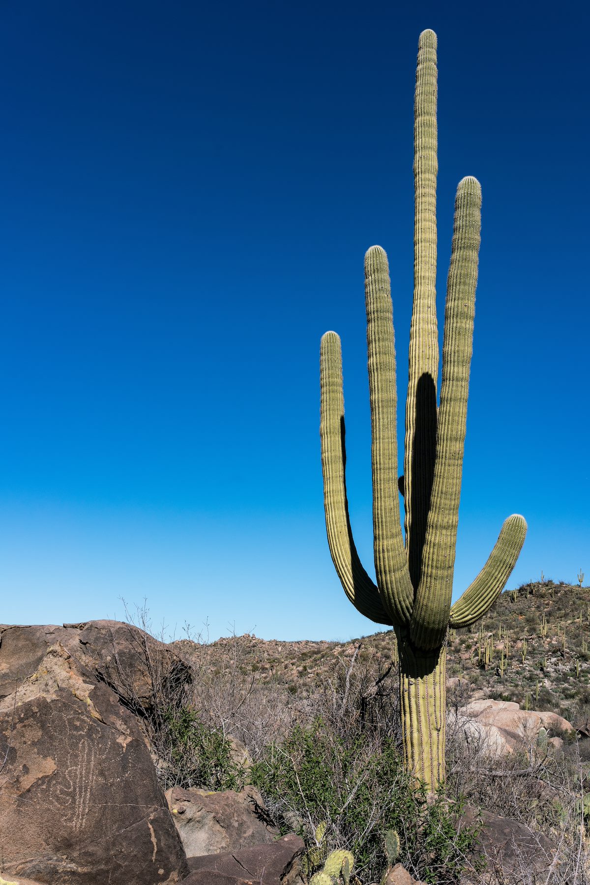 2017 January Saguaro and Saguaro