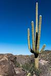 2017 January Saguaro and Saguaro