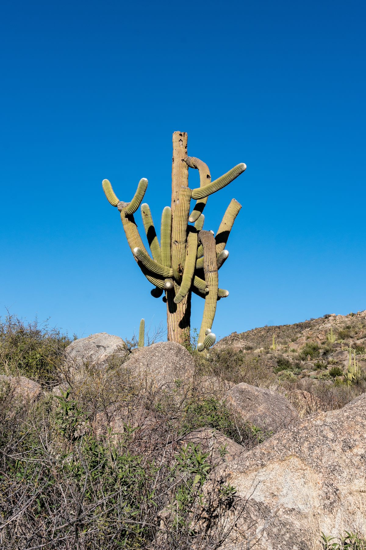 2017 January Saguaro
