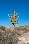 2017 January Saguaro