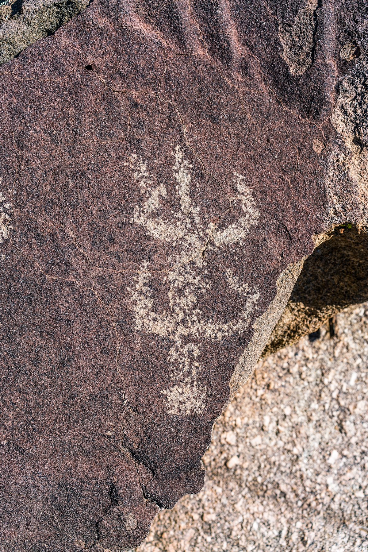 2017 January Sutherland Wash Rock Art District Petroglyph