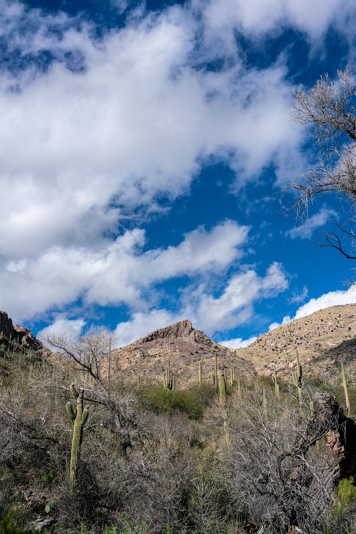 2017 January The Cleaver