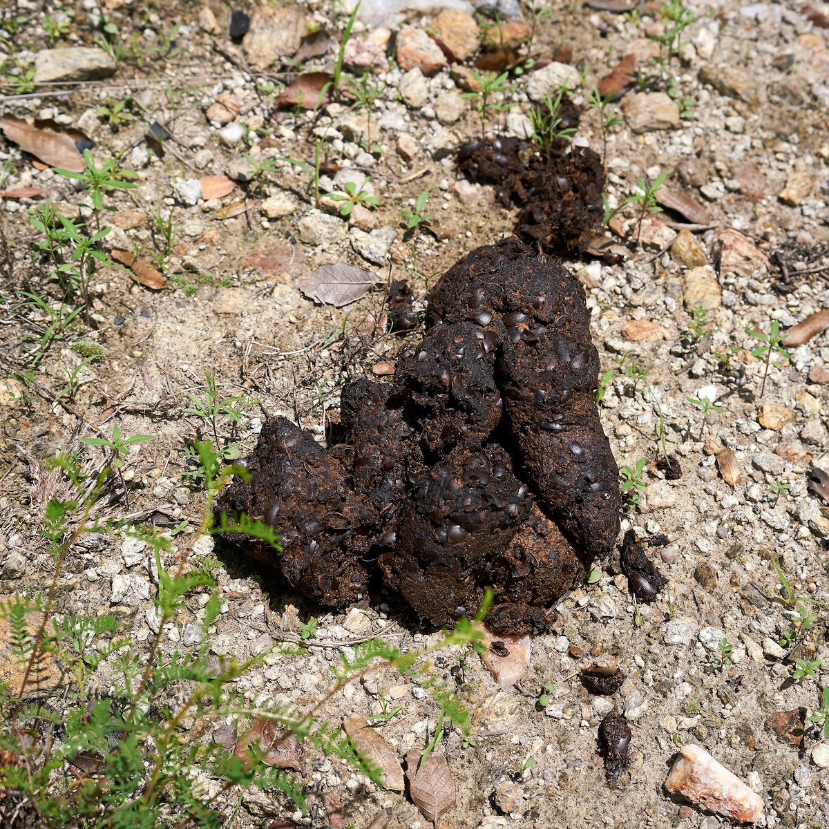 2017 July Bear Scat on the Brush Corral Trail