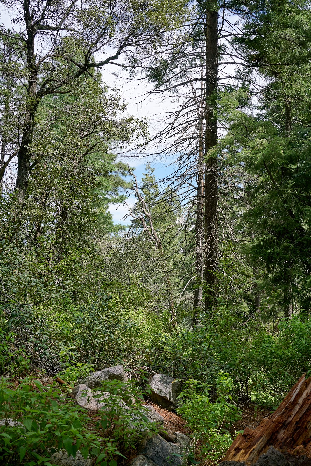 2017 July Brush Corral Trail