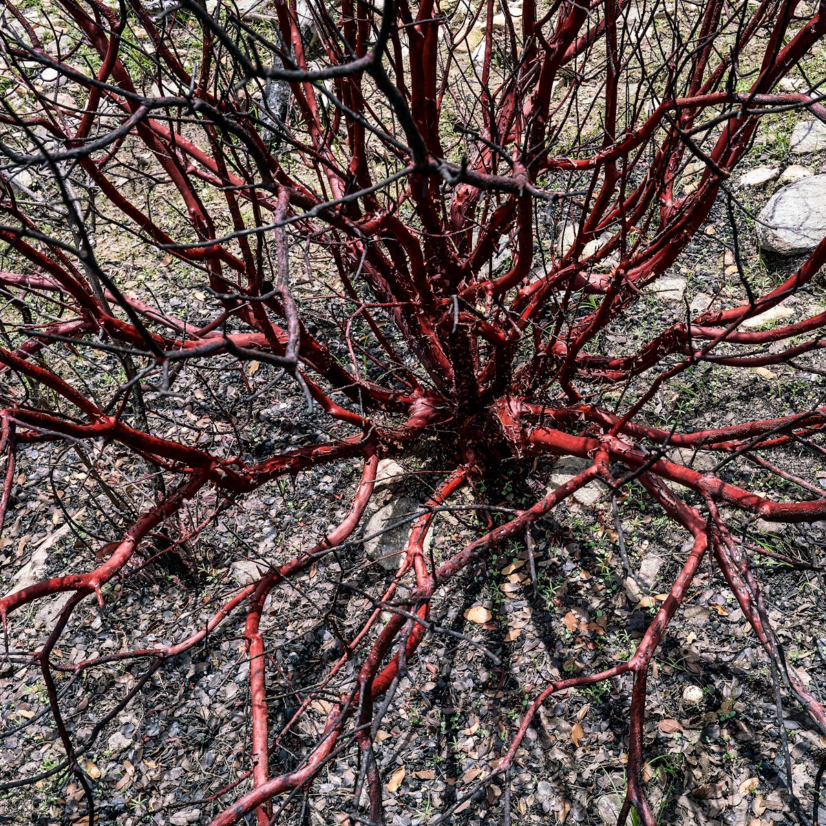 2017 July Burro Fire Manzanita