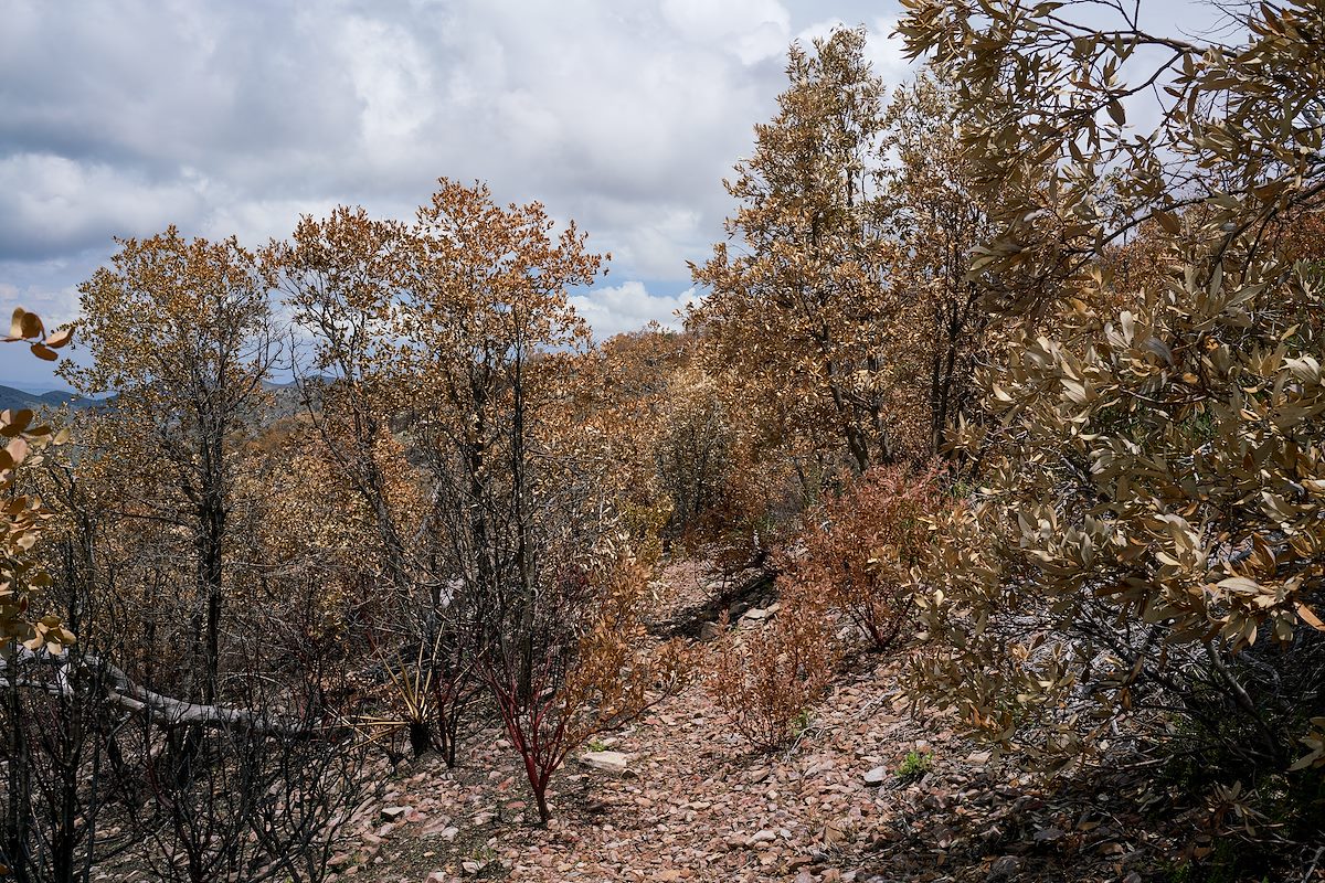 2017 July Entering an area burned by the Burro Fire on the Brush Corral Trail