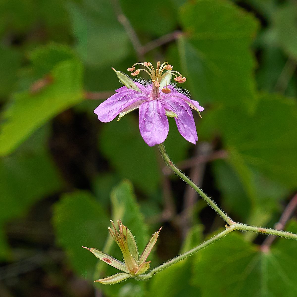 2017 July Geranium on the Brush Corral Trail