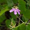 2017 July Geranium on the Brush Corral Trail