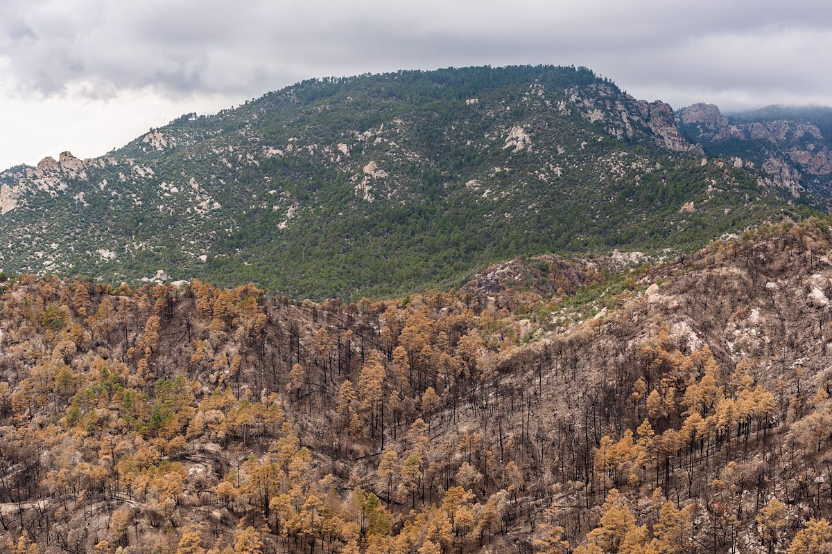 2017 July Looking across the edge of the Burro Fire to Green Mountain
