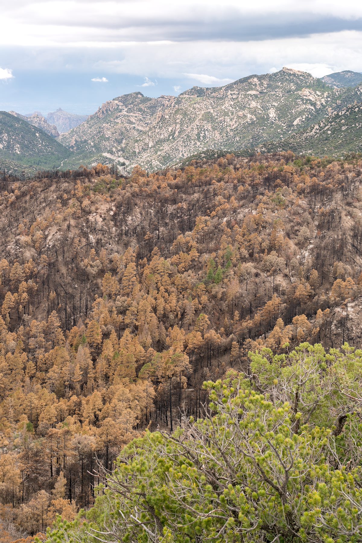 2017 July Looking Toward the Windy Ridge Section of the Highway