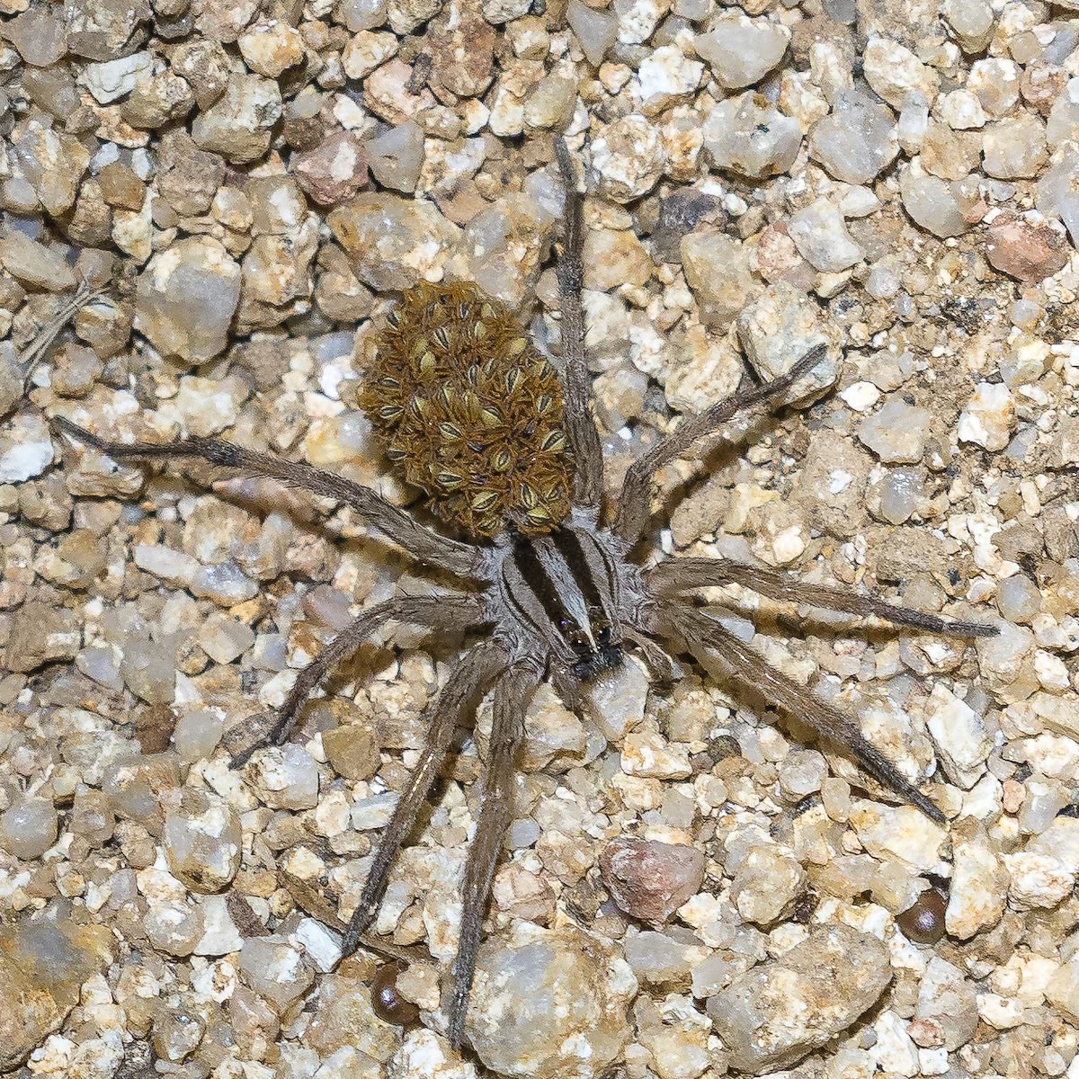 2017 July Many Spiders