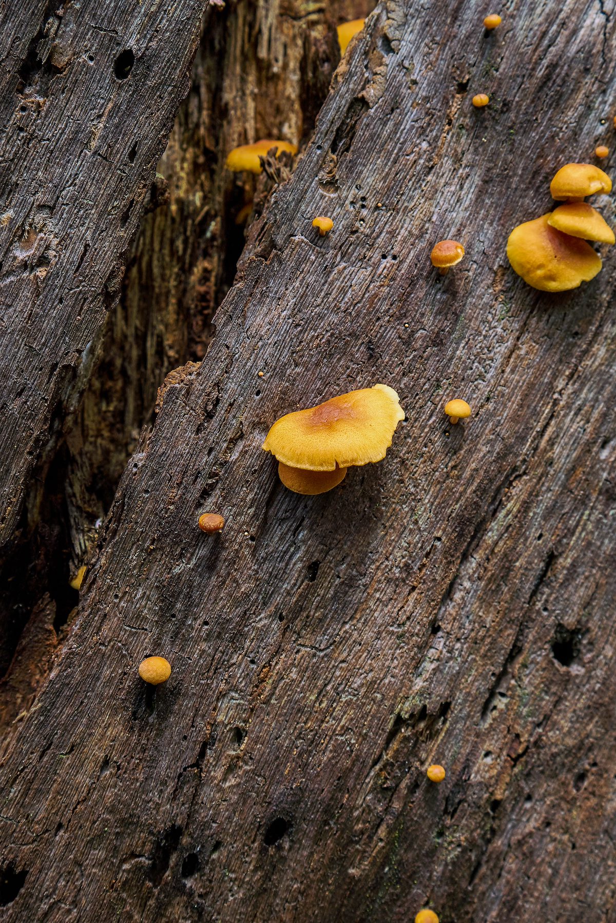 2017 July Mushrooms near the Brush Corral Trail