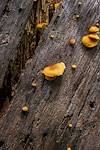 2017 July Mushrooms near the Brush Corral Trail