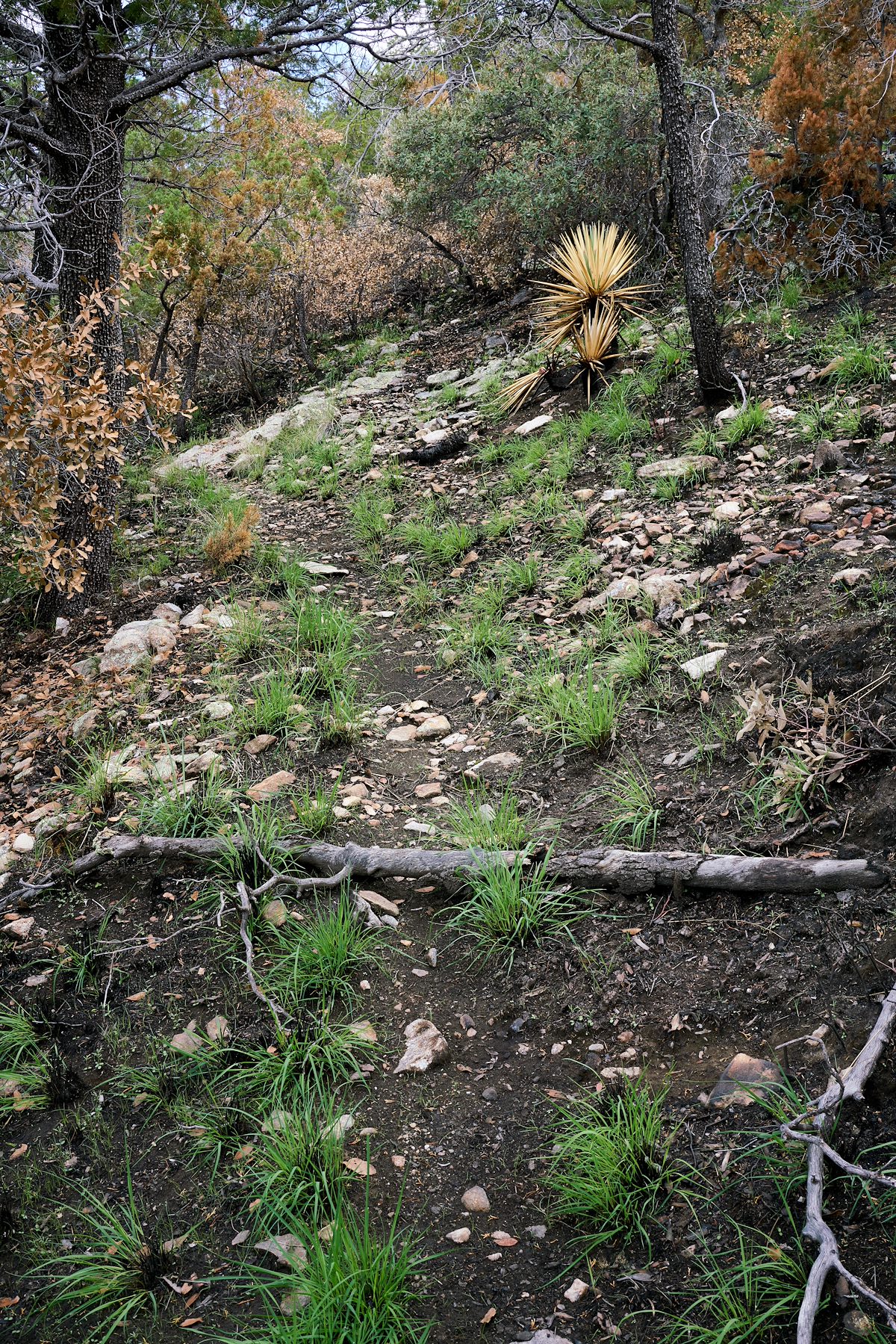 2017 July New Grass on the Brush Corral Trail after the Burro Fire