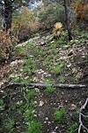 2017 July New Grass on the Brush Corral Trail after the Burro Fire