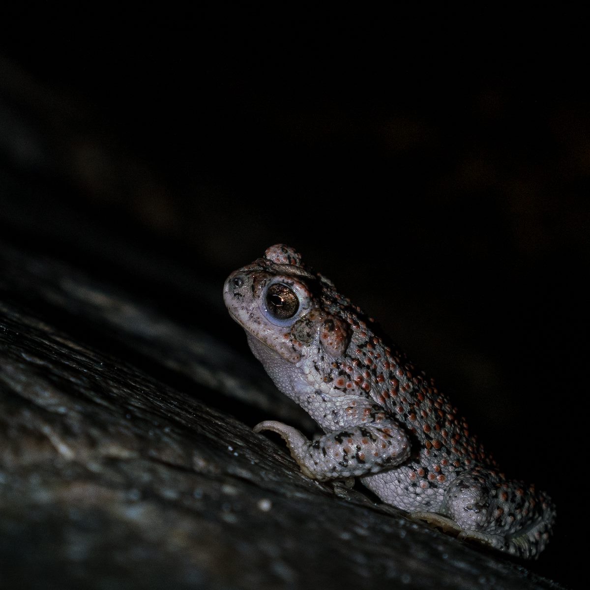 2017 July Red-spotted Toad in Sabino Canyon