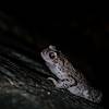 2017 July Red-spotted Toad in Sabino Canyon
