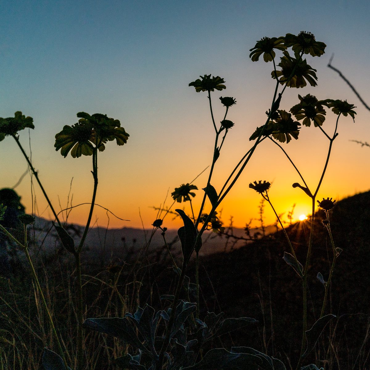 2017 March Brittle Bush and Sunset