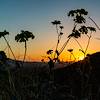 2017 March Brittle Bush and Sunset