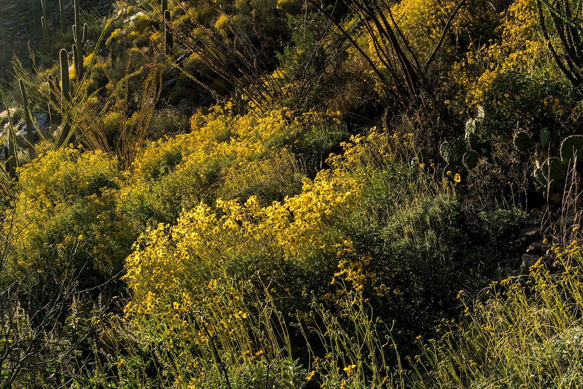 2017 March Brittle Bush in the Sun from the platform just off the Pontatoc Canyon Trail