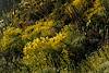 2017 March Brittle Bush in the Sun from the platform just off the Pontatoc Canyon Trail