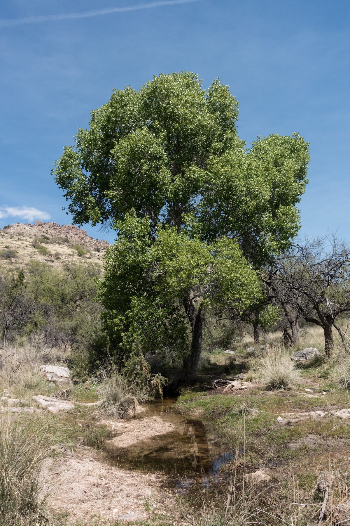 2017 March Cottonwood Tree near the Tank below West Spring on the Bellota Trail