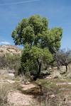 2017 March Cottonwood Tree near the Tank below West Spring on the Bellota Trail