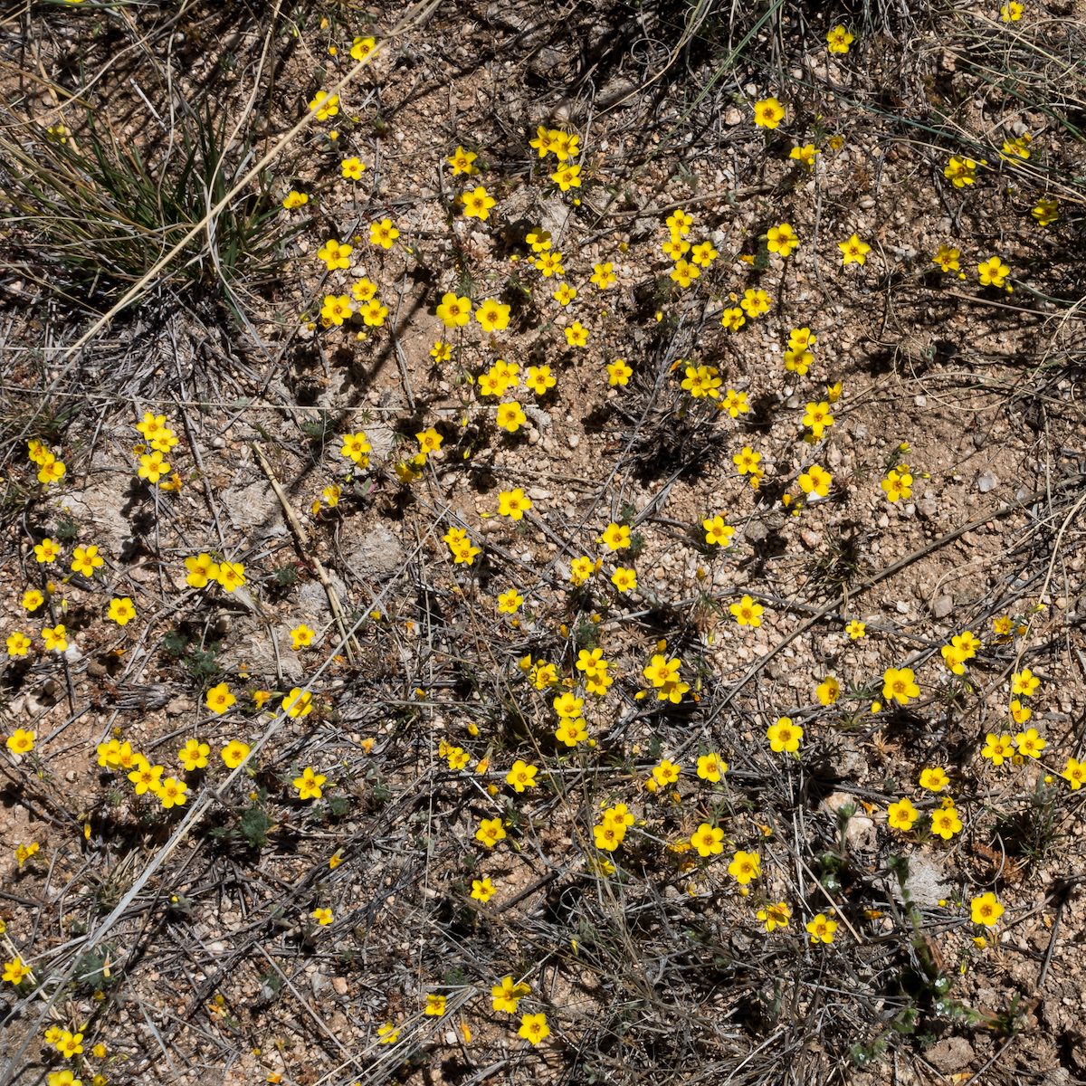 2017 March Desert Gold
