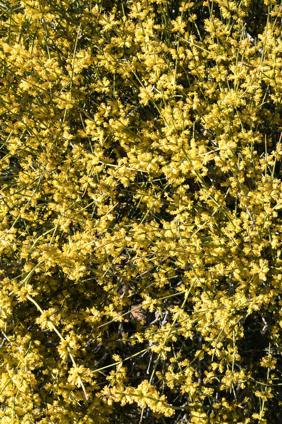 2017 March Ephedra Flowering along the Linda Vista Trail