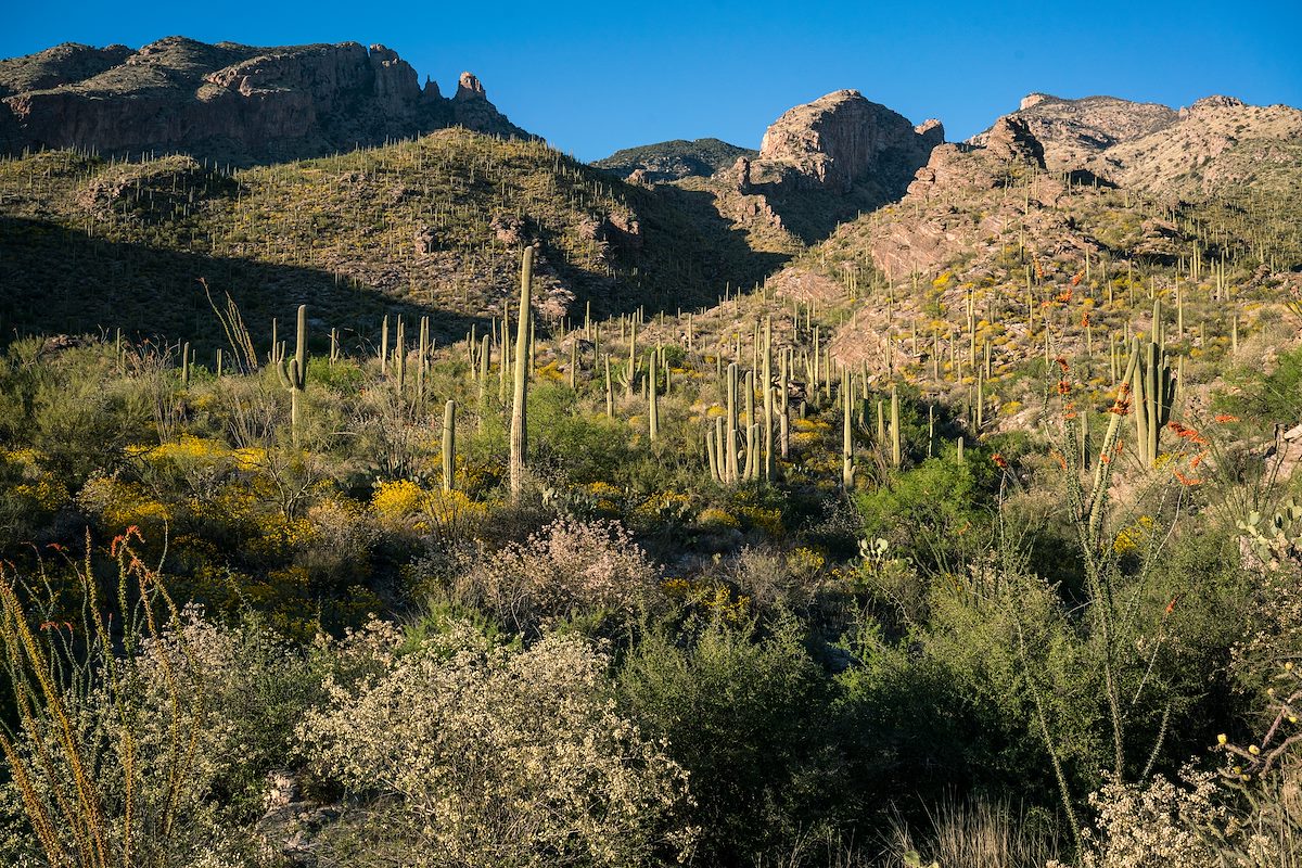 2017 March Flowers and Cliffs from the Pontatoc Trail
